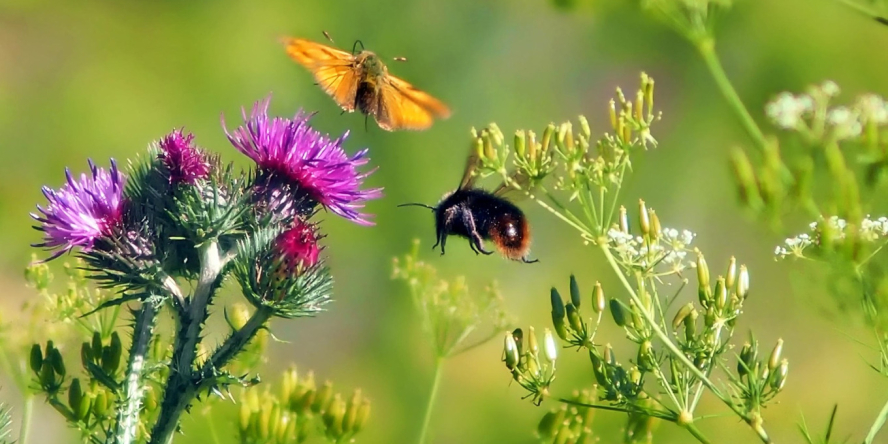 Insectes pollinisateurs / pixabay